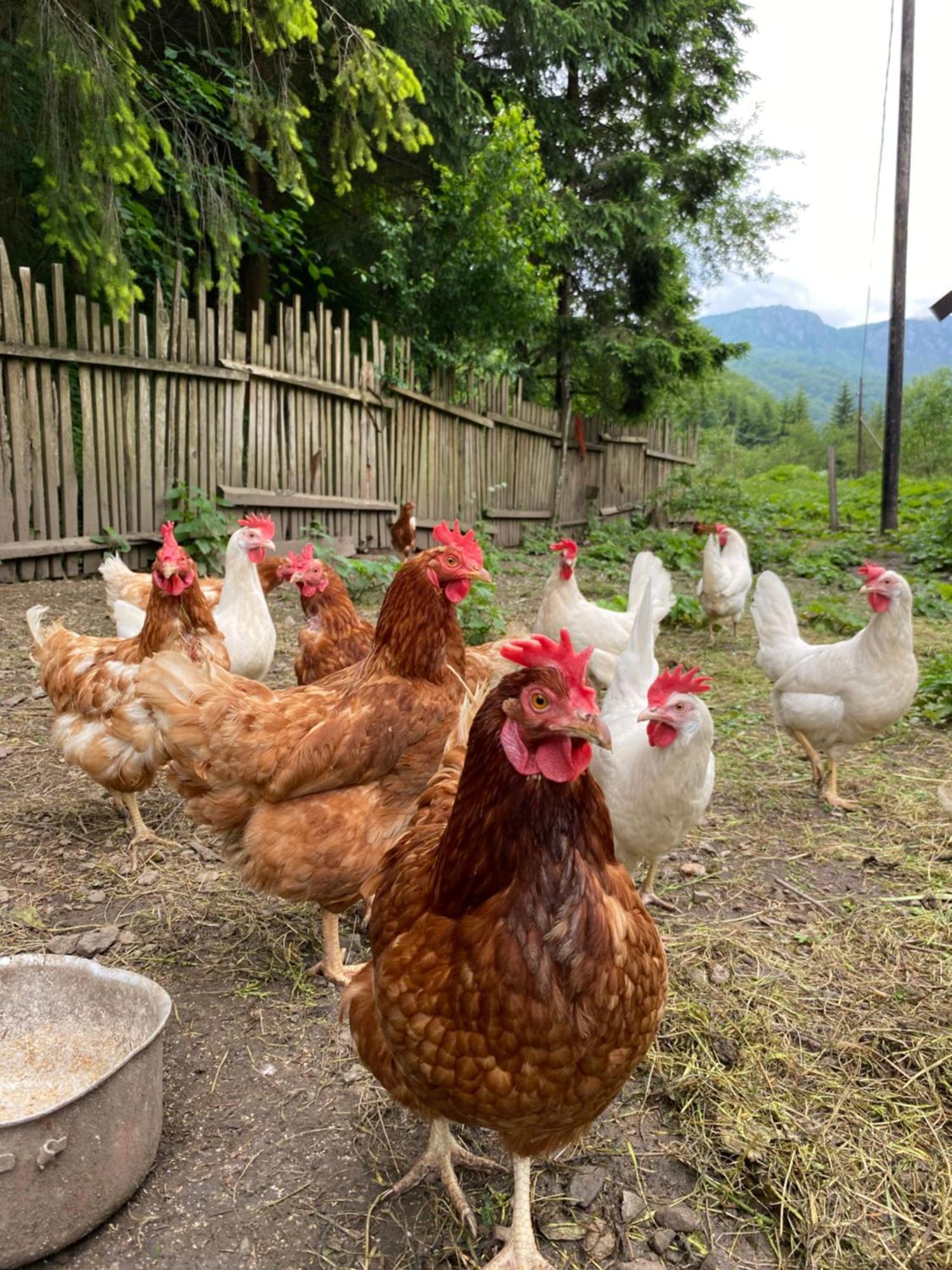 Farmstead Green Haven Мойковац Екстериор снимка