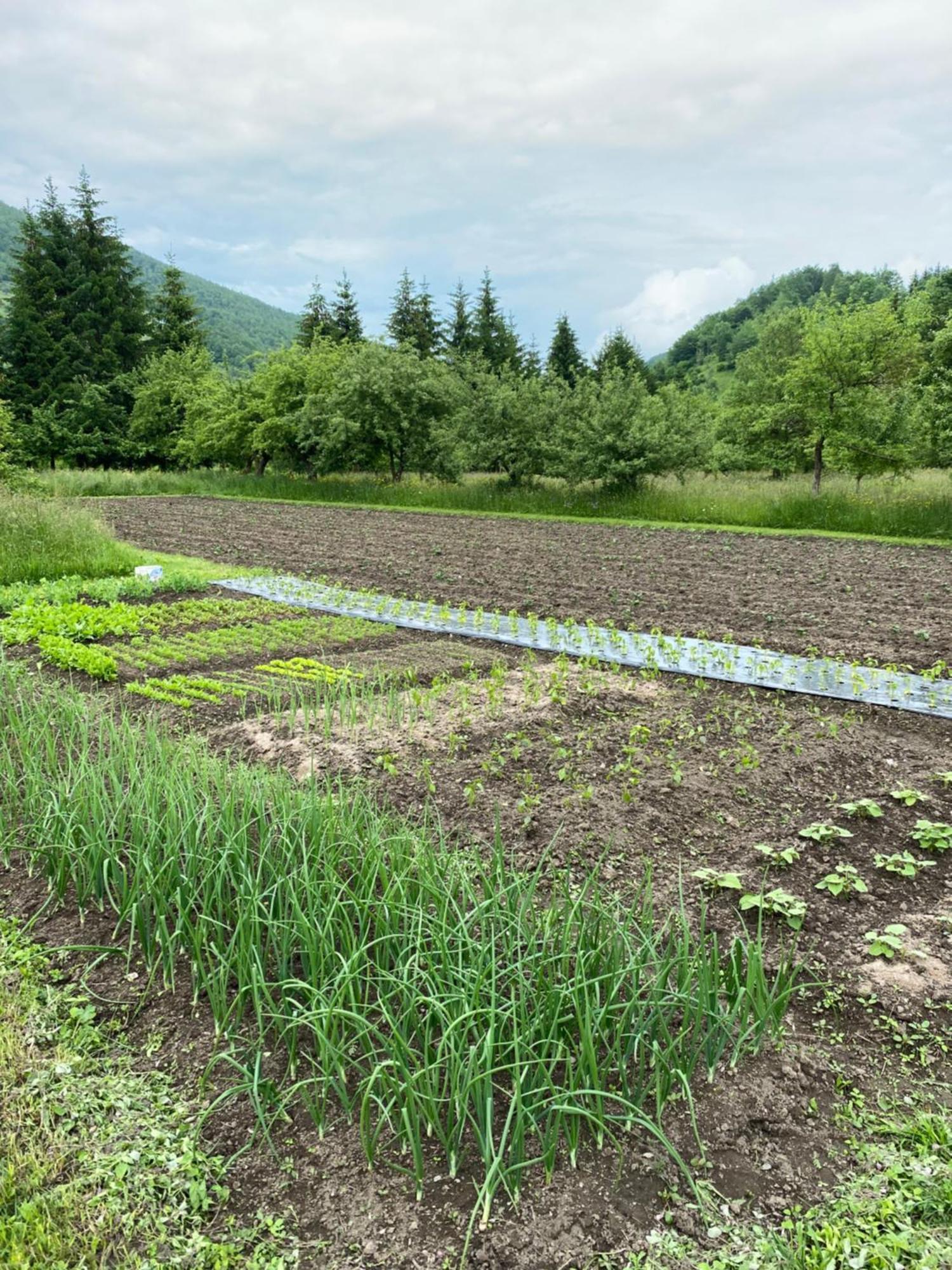 Farmstead Green Haven Мойковац Екстериор снимка
