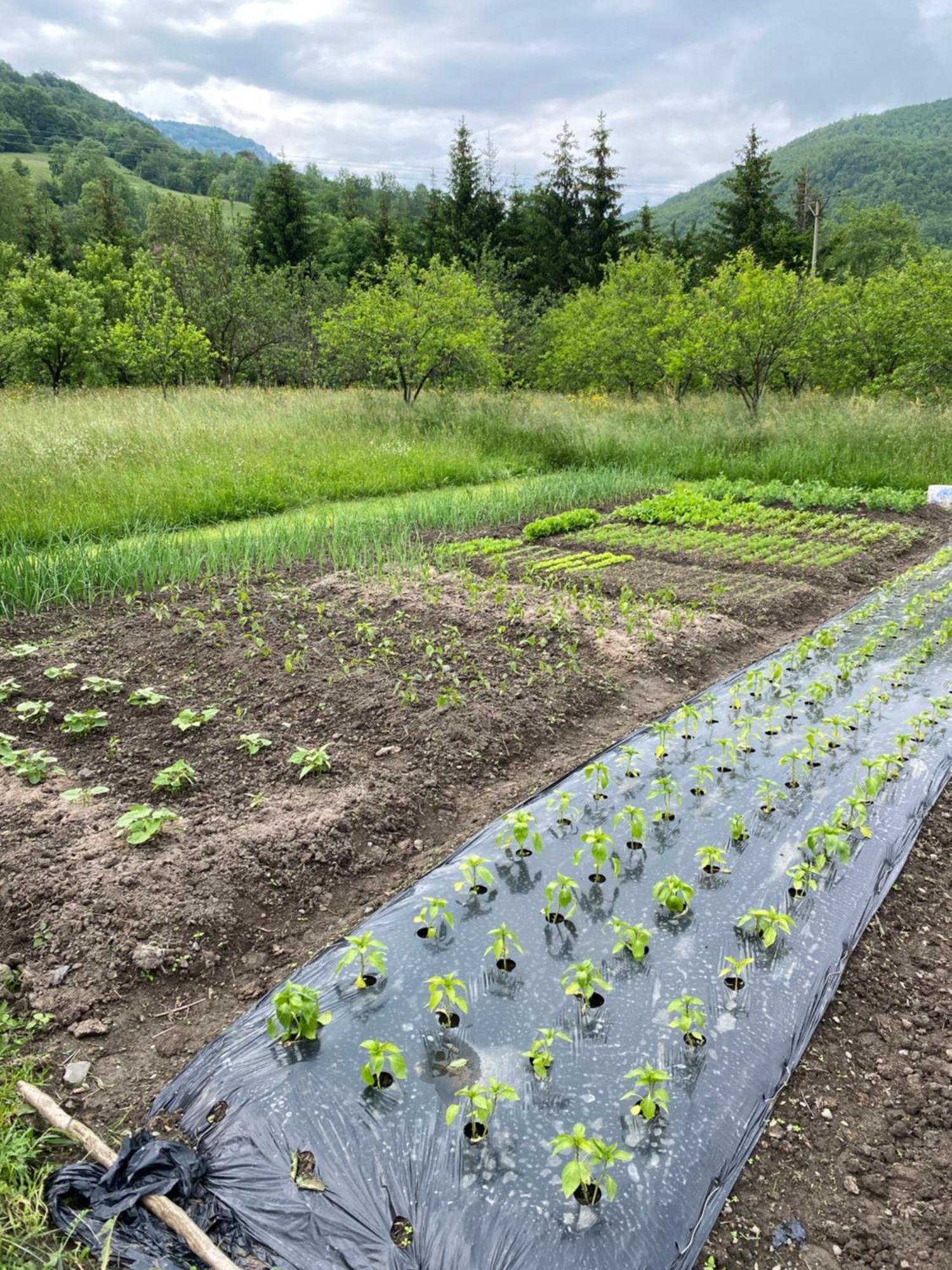 Farmstead Green Haven Мойковац Екстериор снимка